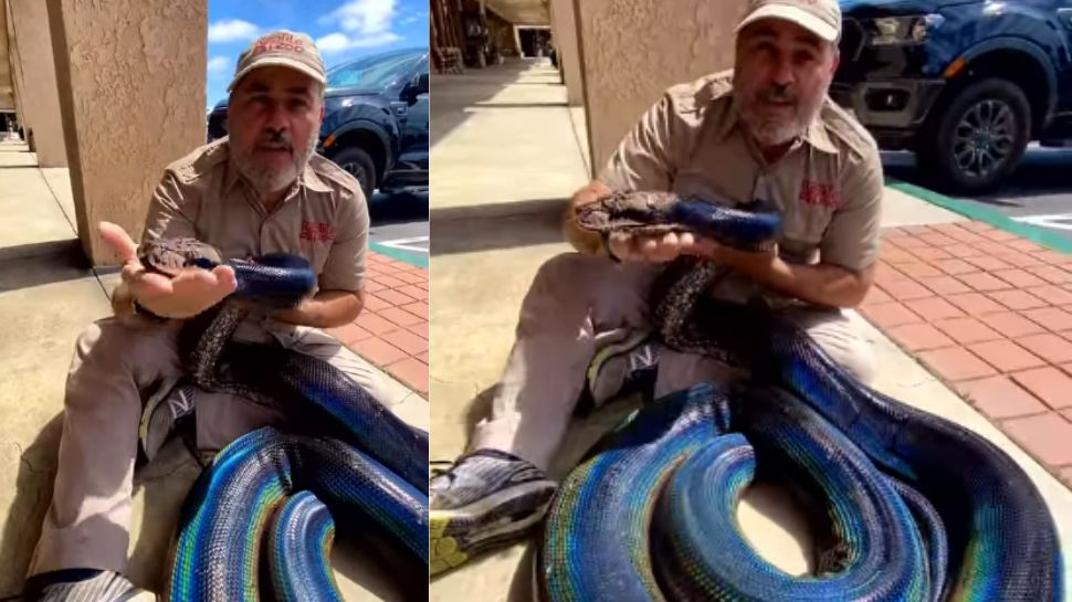 Viral Video Man Holds Rainbow Reticulated Python in Arms Leaves ...