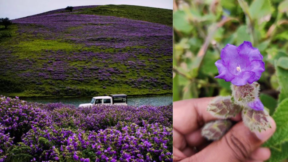 Neelakurinji : നീലക്കുറഞ്ഞി ഇടുക്കിയിൽ മാത്രമല്ല അങ്ങ് കർണാടകയിലും പൂത്തു; ചിക്കമംഗലൂരുവിലേക്ക് ഒഴുകി സഞ്ചാരികൾ