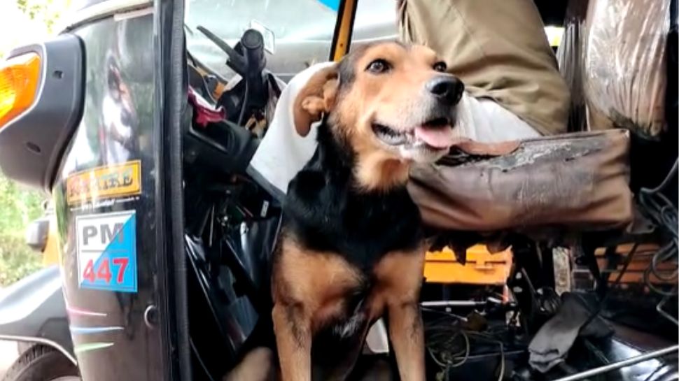 Viral News pet dog Friendly For Six Peoples in Kannur Special