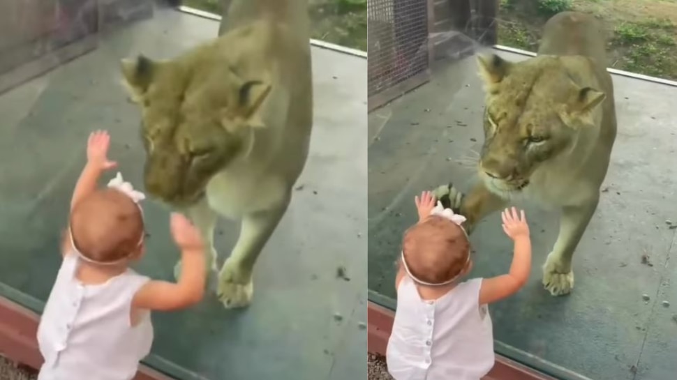 viral video lion gives hifi to a baby girl what happened next you wont