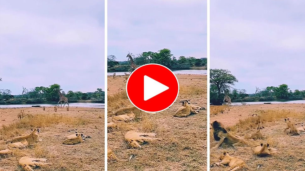 Viral Video Lion vs Giraffe fight Video google trending video many