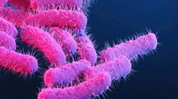 Shigella Virus: കോഴിക്കോട്  പത്തുവയസുകാരന് ഷിഗല്ല രോഗബാധ സ്ഥിരീകരിച്ചു