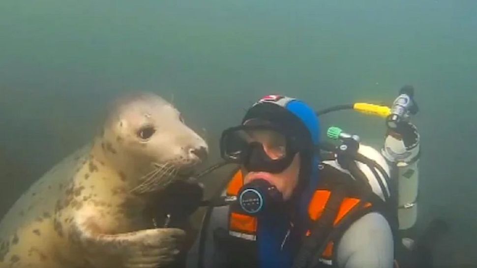 Viral Video Watch Scuba Diver Befriends With Seals in Underwater Caring