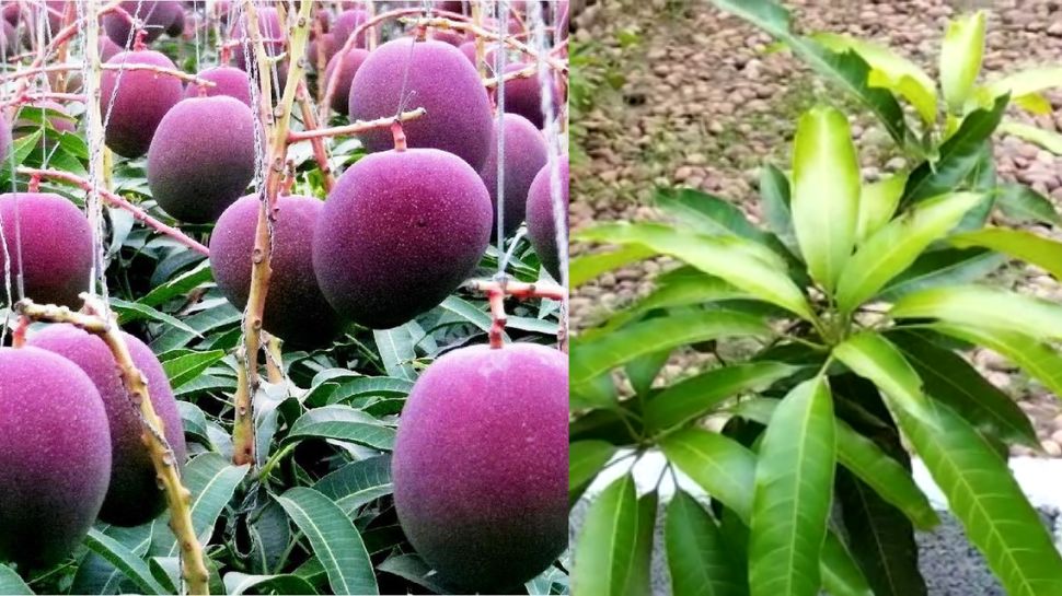Most Expensive Mango 1 Lakh For Just One Miyazaki mangos in Kerala