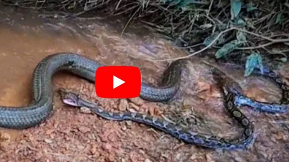 Viral Video Big Fight King Cobra vs Python Omg Video Went Viral in ...