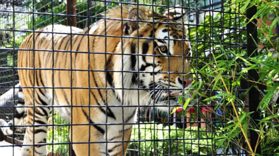 Wayanad Meenangadi Tiger Trapped In A Cage |വയനാട് മീനങ്ങാടിയിലെ കടുവ ...