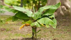 Astro Tips: സാമ്പത്തിക പ്രതിസന്ധിയ്ക്ക് പരിഹാരം, മഹാവിഷ്ണുവിനെ പ്രസാദിപ്പിക്കാം 