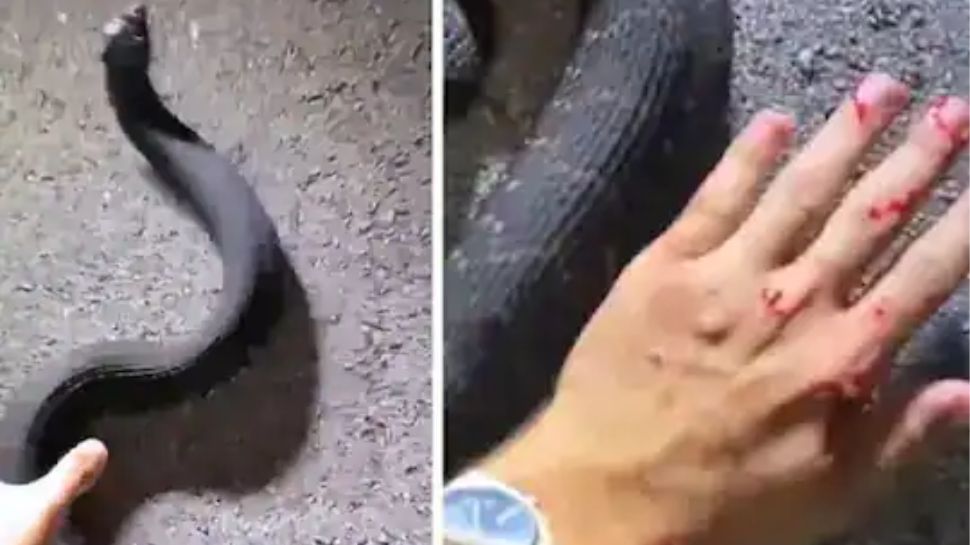 Viral Video Man Pick Up Snake Gets Bitten Twice Snake Bite Man Video