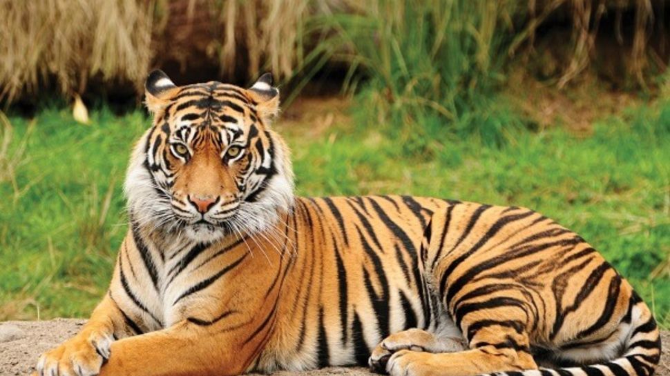 national animal of india bengal tiger half century completed that bengal tiger became national animal of india |സിംഹത്തെ ദേശീയമൃഗപദവിയിൽ നിന്ന് നീക്കി ; ബംഗാൾ കടുവയെ അംഗീകരിച്ചിട്ട് അര ... national animal of india bengal tiger half century completed that bengal tiger became national animal of india |സിംഹത്തെ ദേശീയമൃഗപദവിയിൽ നിന്ന് നീക്കി ; ബംഗാൾ കടുവയെ അംഗീകരിച്ചിട്ട് അര ...