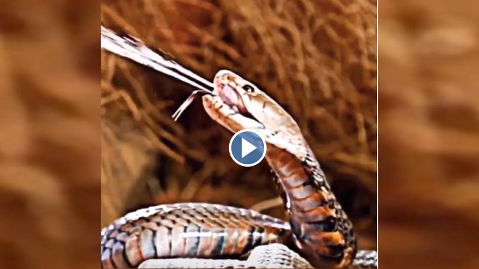 Viral Video snake spraying dangerous poison dangerously shot went ...