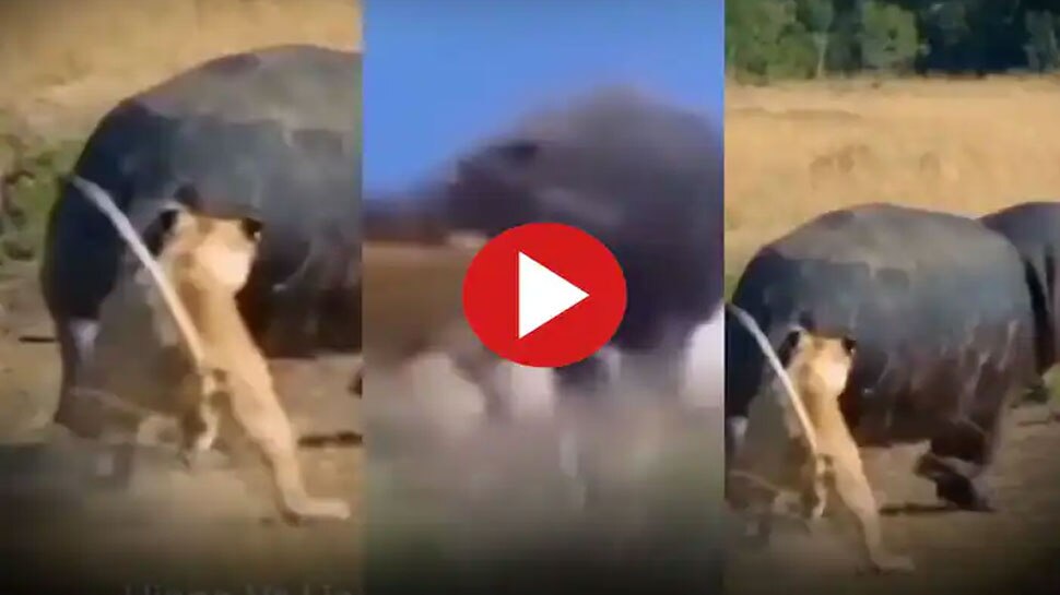 Viral video lion hippo fight video google trends hippo caught lion in the  jaws after being