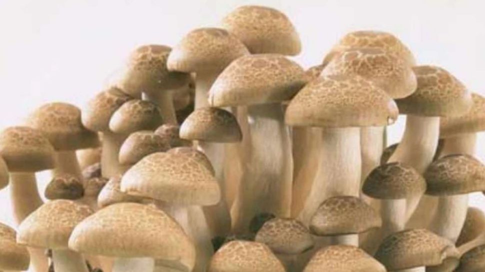Mushrooms health benefits Include mushrooms in your diet immediately to beat diabetes six