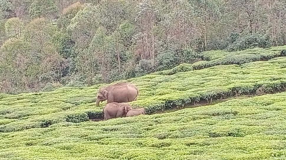 Herpes Virus confirmed among elephants in munnar forest department