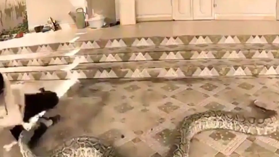 Viral video of a huge python trying to sallow lady goes trending l താഴെ ...