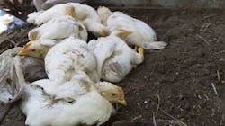 Chicken: ചത്ത കോഴികളെ നല്ല ഇറച്ചിയെന്ന വ്യാജേന വിൽക്കുന്നു; കേരളത്തിലേക്ക് എത്തിക്കുന്നത് തമിഴ്നാട്ടിൽ നിന്ന്