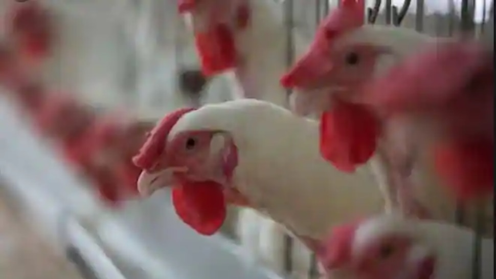 Bird Flu Spreading What Is Bird Flu Its Symptoms Causes And All You ...