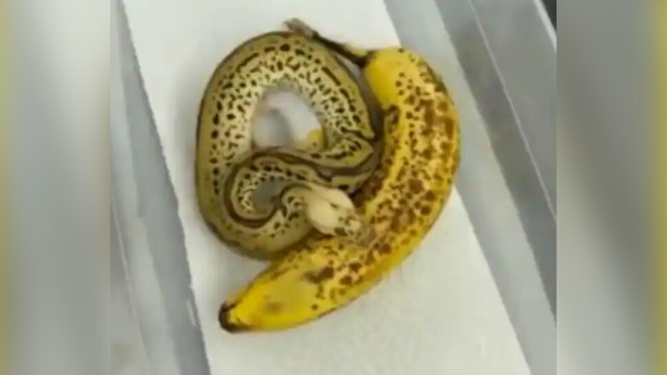 Unbelievable video: OMG Ball Python looks like banana rare video ...