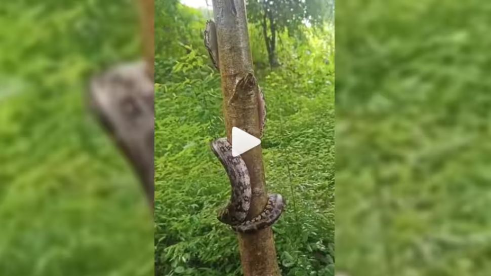 12 feet Python snake climbing on tree amazing video goes viral l Viral