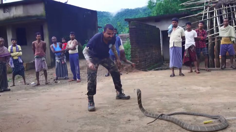 King Cobra 18 Feet Dangerous King Cobra Caught From House King Cobra