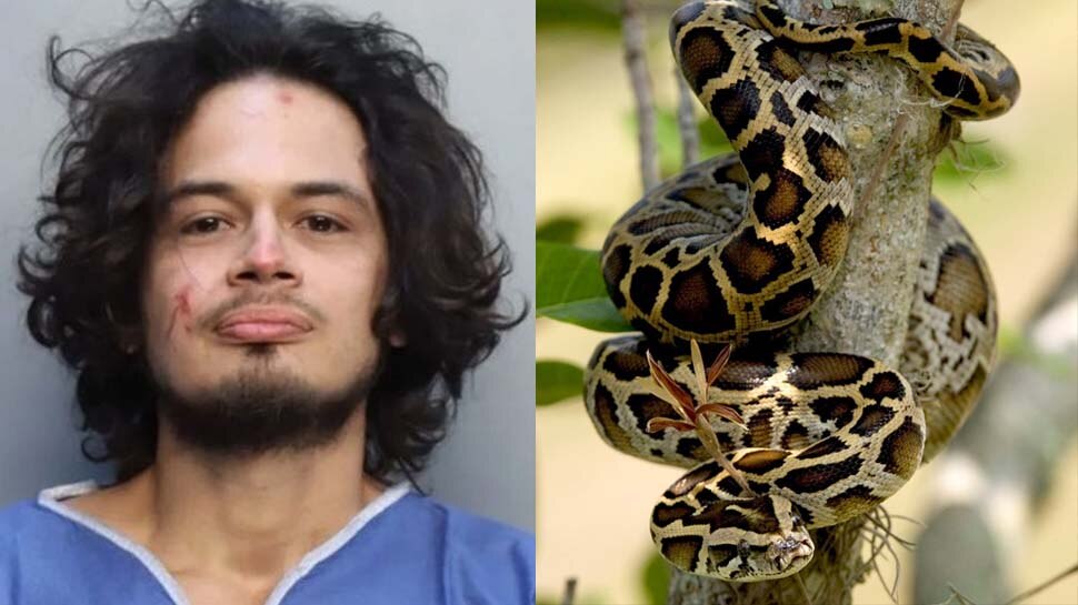 Man Attacks Python Man accused of biting head off womans pet python ...