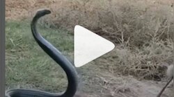 Viral Video : കരിമൂർഖന്റെ അടുത്ത് കുരങ്ങന്റെ വികൃതി; പിന്നീട് നടന്നത്... വീഡിയോ വൈറൽ