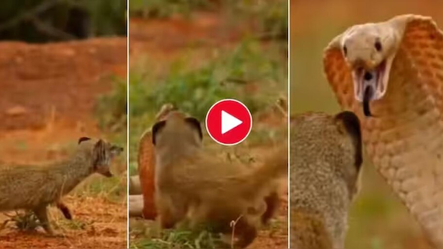 Viral video Cobra mongoose fight video netizens shocked omg video goes ...