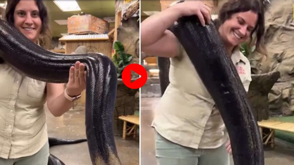 Viral video Python Video woman arries huge python OMG video goes ...