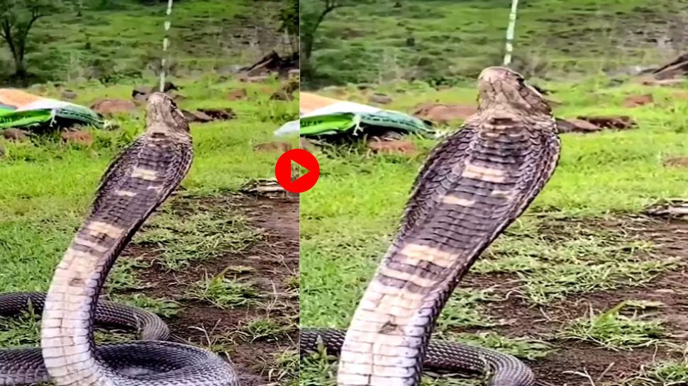 Viral Video: രാജവെമ്പാല ദാഹമകറ്റുന്ന വീഡിയോ കണ്ടിട്ടുണ്ടോ? വീഡിയോ വൈറലാകുന്നു! Viral Video: രാജവെമ്പാല ദാഹമകറ്റുന്ന വീഡിയോ കണ്ടിട്ടുണ്ടോ? വീഡിയോ വൈറലാകുന്നു!