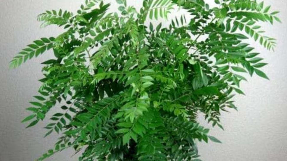 Looking for a natural and healthy way to lose weight? Try Curry Leaf