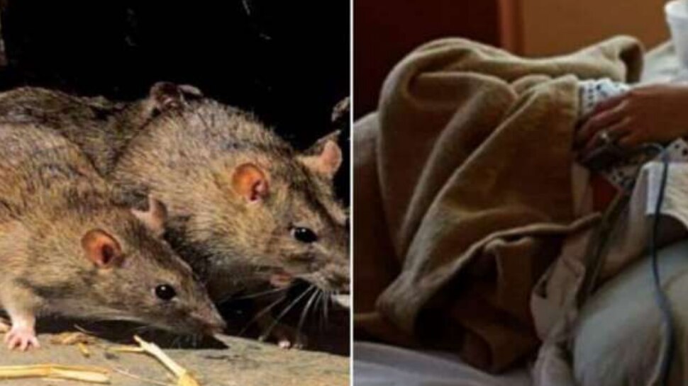 Rat Fever Or Leptospirosis Symptoms Prevention Methods And Treatment Methods Rat Fever
