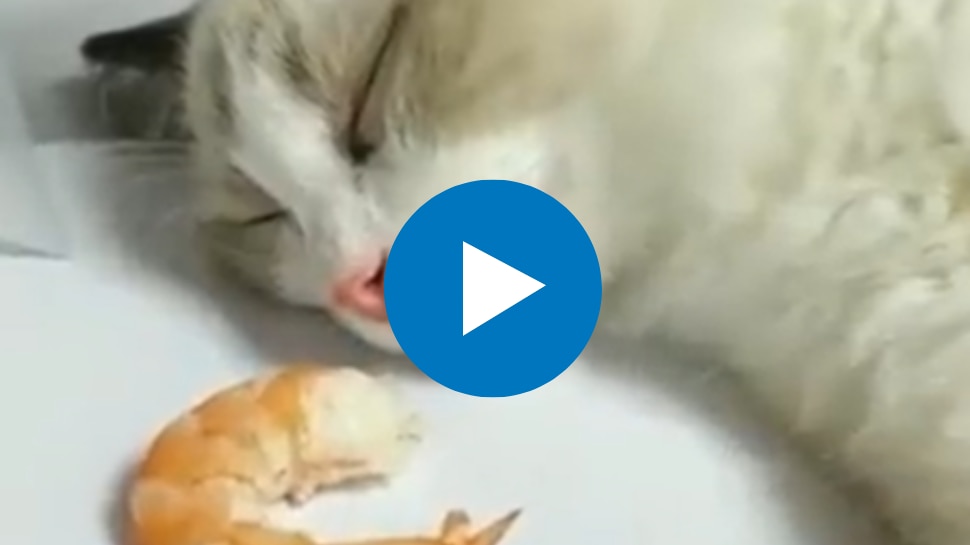 Viral Video this happened when a shrimp was placed in front of a