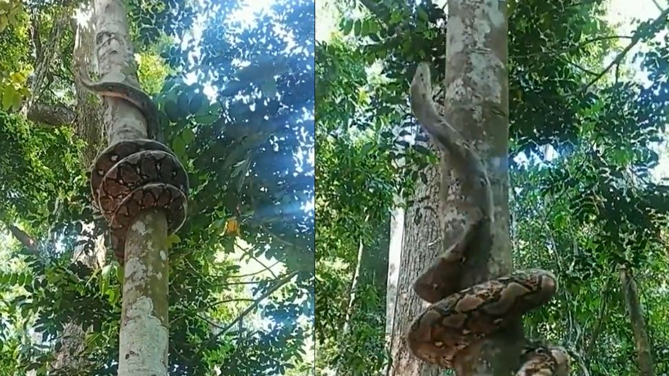 Viral Video Big Python Climbs A Tree Goes Watch OMG Video | മരത്തി ...