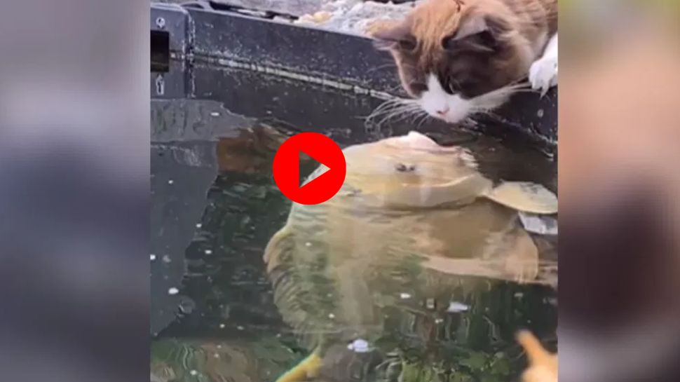 Fish get romantic with cat watch what happenes next, cute and heart