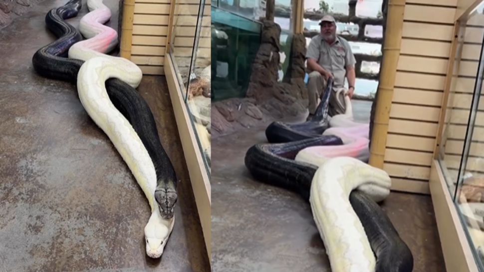 Viral Video Man Trying to Pull the Tail of Two Giant Pythons Horrifying ...