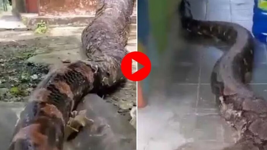 Giant python suddenly entered in house people breath got stuck after ...
