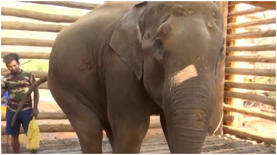 PM 2 Elephant: പിഎം 2 ആനയെ തിരികെ കാട്ടിൽ വിട്ടേക്കും; മൃഗസ്നേഹികളുടെ ആവശ്യം വനം വകുപ്പിൻ്റെ പരിഗണനയിൽ