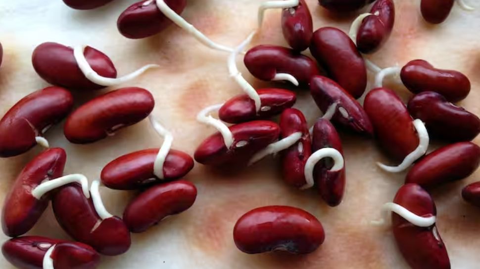 Five Types Of Sprouts For Your Summer Diet Plan Sprouts For Summer