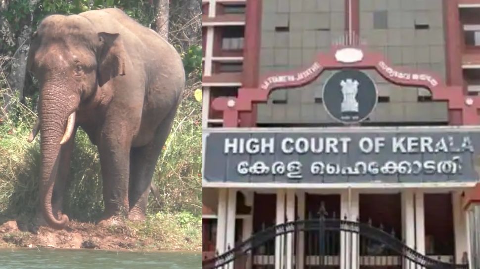 Arikkomban: കാട്ടുകൊമ്പന് പൂട്ടുവീഴുമോ? അരിക്കൊമ്പൻ കേസ് ഇന്ന് വീണ്ടും ഹൈക്കോടതിയിൽ Arikkomban: കാട്ടുകൊമ്പന് പൂട്ടുവീഴുമോ? അരിക്കൊമ്പൻ കേസ് ഇന്ന് വീണ്ടും ഹൈക്കോടതിയിൽ