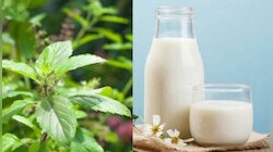 Tulsi Milk Benefits: പാലില്‍ അല്പം തുളസിയിട്ടാലോ? അറിയാം തുളസിപ്പാലിന്‍റെ ഗുണങ്ങള്‍