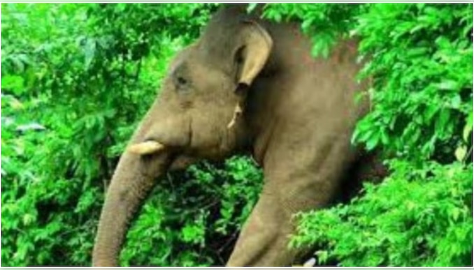 Arikkomban: അരിക്കൊമ്പൻ ജനവാസ മേഖലയിൽ; കൂടുതൽ വനപാലകരെ നിയോഗിച്ചു, ജാഗ്രതാ നിർദ്ദേശവുമായി തമിഴ്നാട് വനം വകുപ്പ്