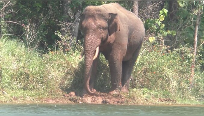 Arikomban: വീണ്ടും ജനവാസ മേഖലയിൽ ഇറങ്ങി അരിക്കൊമ്പൻ; തമിഴ്നാട്ടിലെ കൃഷിയിടത്തിലിറങ്ങി, മഴ മേഘങ്ങൾ മൂലം സി​ഗ്നൽ ലഭിക്കുന്നില്ല