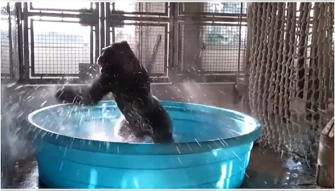 Viral video: ബാത്ത് ടബ്ബിൽ പാട്ടിന് ചുവടുവെച്ച് ഗൊറില്ല; പഴയ വീഡിയോ വീണ്ടും വൈറൽ