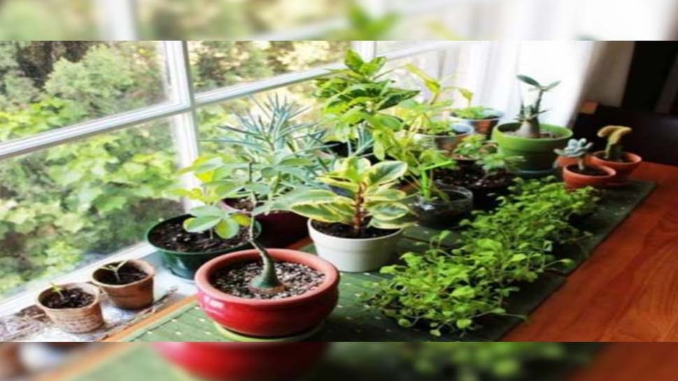 lucky-plants-for-home-as-per-vastu-lucky-plants-for-home-5