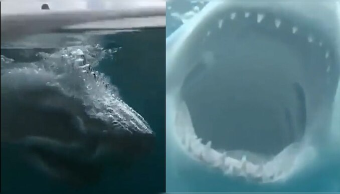 കടലിനടിയിൽ വാ പൊളിച്ച് കൂറ്റൻ ഷാർക്ക്; അകത്ത് പോയാൽ തീർന്നു- Viral Video