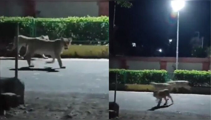 Viral Video: രാത്രി സഞ്ചാരത്തിനിറങ്ങി സിംഹങ്ങൾ, പിന്നെ കണ്ടത് ഭയന്നോടുന്നത്; ഇതാണ് സംഭവം! വീഡിയോ