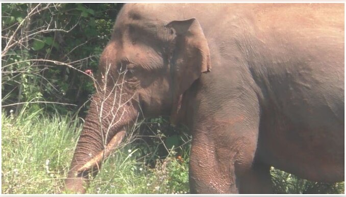 Arikkomban: ഇറക്കിവിട്ട സ്ഥലത്ത് തന്നെ തിരിച്ചെത്തി അരിക്കൊമ്പന്‍; ഷെഡ് തകര്‍ത്തു