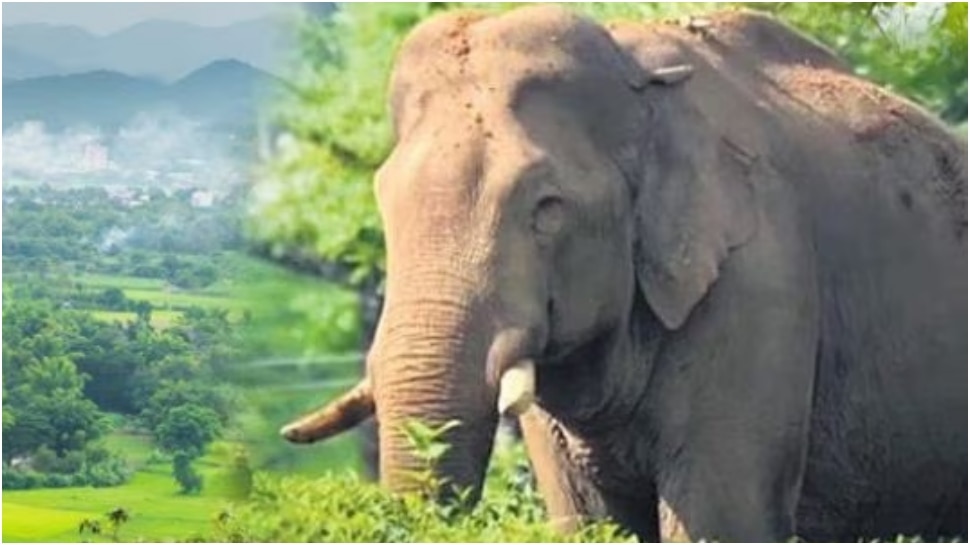 Wild Elephant Arikomban Reached Near Kumali Town | അരിക്കൊമ്പന്റെ ...