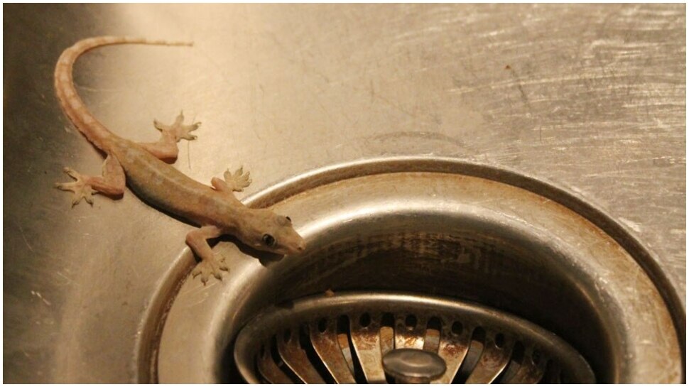 Are you scared of lizards? 5 smart ways to repel lizards from home നിങ്ങൾക്ക് പല്ലികളെ