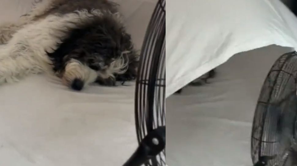 Viral Video Cute Dog Sleeping under pillow cover getting cool wind from