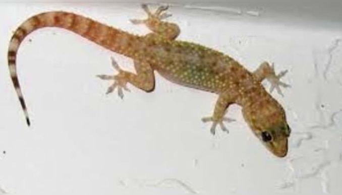 Lizard Auspicious Sign: പല്ലിയെ കണ്ടാല്‍ പേടിച്ച് ഓടണ്ട... വീട്ടിൽ പല്ലിയെ കാണുന്നത് ശുഭം 